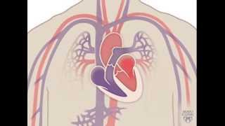 Class 11 Biology Chapter 18  Body Fluids And Circulation Full Chapter Explanation Part 3 [upl. by Nassi]