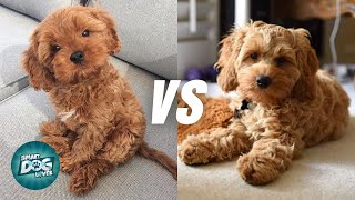 Cavapoo vs Cockapoo  Poodle Mix Breeds Comparison [upl. by Trevorr31]