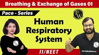 Breathing and Exchange of Gases  01  Human Respiratory System  Class 11 Neet  Pace Series [upl. by Linoel977]