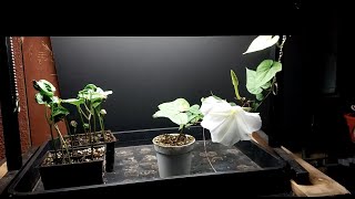 How to Grow Moonflower Indoors [upl. by Rosene842]