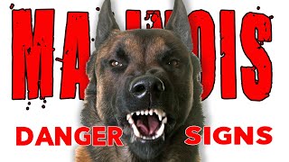 Malinois DANGER Signs  So You Got a Belgian Malinois [upl. by Thurlough308]