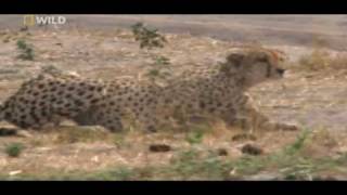 cheetahs huntings warthog watch in HD [upl. by Dyob]