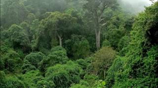 Welcome Congo Rain Forest Africa [upl. by Akemyt590]