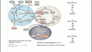 Homocysteine Vitamin B12 Folate  Basic Science [upl. by Eellac]