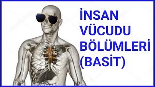 İNSAN VÜCUDU BÖLÜMLERİ  LATİNCE  EN SADE HALİ [upl. by Hodge758]