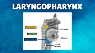 Laryngopharynx Anatomy  Definition Parts Lymphatics Functions [upl. by Inafets]