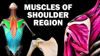 UPPER LIMB MUSCLES 26  SHOULDER REGION [upl. by Shelbi]