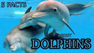 5 Facts About Dolphins  Dolphin Facts For Kids [upl. by Rhynd]