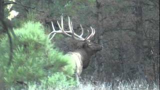 Arizona Elk Hunting NW Archery hunt with Chappell Guide Service [upl. by Anaic]