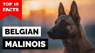 Belgian Malinois  Top 10 Facts [upl. by Anitac]