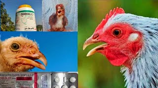 Doxycycline For Chickens  Dr ARSHAD [upl. by Eilyk]