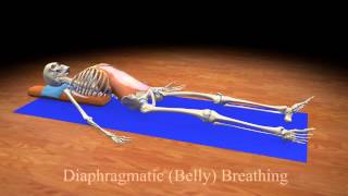 Diaphragmatic Belly Breathing [upl. by Hansen]