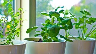 10 Herbs You Can Grow Indoors on Kitchen Counter [upl. by Ollecram]