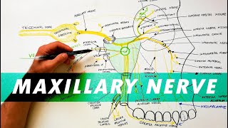 Nerves of the Upper Extremity [upl. by Derraj443]