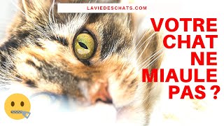 Pourquoi votre chat ne miaule pas  🐱 [upl. by Ritch]