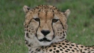 What noise do Cheetahs make [upl. by Sarge]