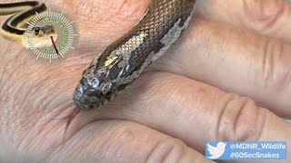 60Second Snakes The Eastern Milk Snake [upl. by Pruter]