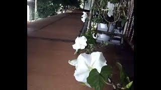 Planting moonflower ipomoea alba from seeds [upl. by Niela69]