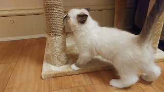 Bringing home a ragdoll kitten Meet Sammy [upl. by Hosfmann]