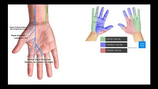 Branches of the Ulnar amp Median Nerves in Hand [upl. by Earezed]