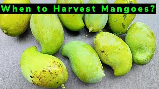 When to Harvest Mangoes  Complete Guide [upl. by Navanod]