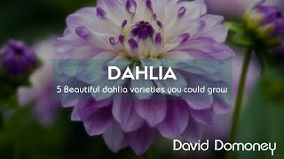 5 Beautiful dahlia varieties you could grow [upl. by Lindeberg415]