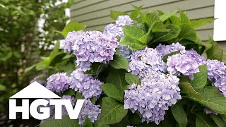 How To Plant Hydrangeas  Gardening Tips  HGTV [upl. by Anayad]