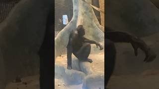 Bonobo at Milwaukee County zoo [upl. by Ignatius]