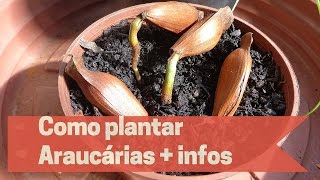 Como plantar Araucárias  Informações importantes [upl. by Dugald]