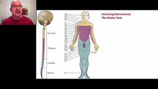 Paramedic Neurological Assessment 6  Dermatomes [upl. by Ramoj]