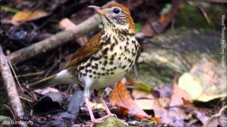 Wood Thrush Song [upl. by Riccio]