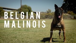 BELGIAN MALINOIS THE SHEPHERD WITH A PIT BULLS SPIRIT [upl. by Cestar532]