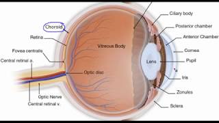 Eye anatomy [upl. by Jones]