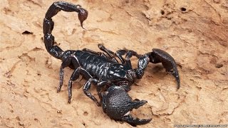 All about scorpions [upl. by Tnayrb]