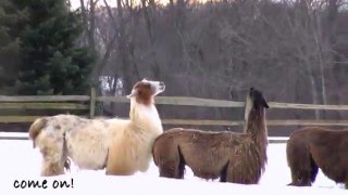 Llamas Snow Dancing [upl. by Susumu]