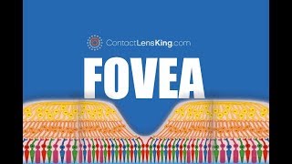 The Fovea  What is the Fovea and What Does it do [upl. by Auroora]