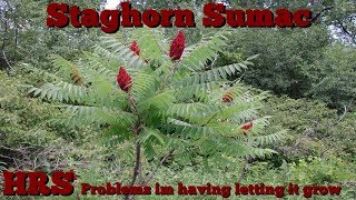 ⟹ STAGHORN SUMAC  Rhus typhina  Suckers coming up everywhere [upl. by Adnima238]