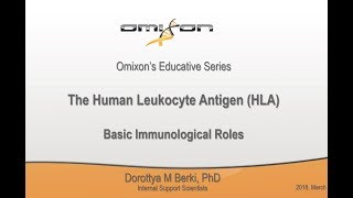 The Human Leukocyte Antigen  Basic Immunological Roles [upl. by Colline]