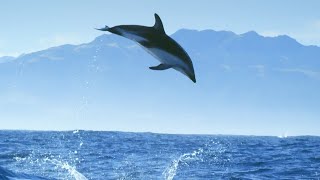 Incredible Dolphin Moments  BBC Earth [upl. by Intruok]