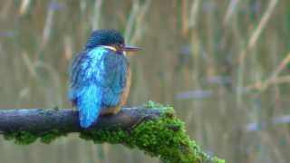 The Kingfisher and its call [upl. by Blen]