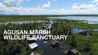 Our Fragile Earth S2E8 Agusan Marsh Wildlife Sanctuary amp Mabini Protected Landscape and Seascape [upl. by Ajssatsan757]