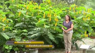 Grow a Candlebush cassia Senna alata [upl. by Nataniel838]