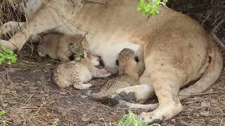 Tiny newborn lion cubs Serengeti  African Family Safaris [upl. by Alrich]