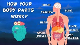 How Do Your Body Parts Work  Non Stop Episodes  The Dr Binocs Show  PEEKABOO KIDZ [upl. by Ehling]