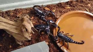 Asian forest scorpion breeding [upl. by Morena]