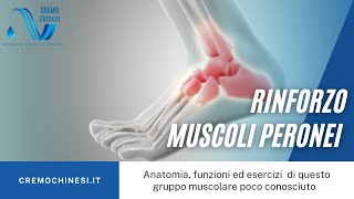 MUSCOLI PERONEI Anatomia funzioni ed esercizi [upl. by Nnylahs222]