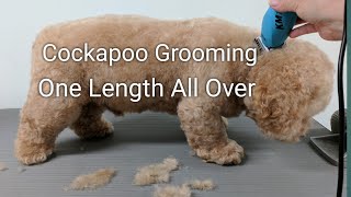 Cockapoo Grooming One Length All Over [upl. by Halueb]