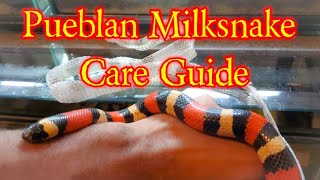 How to care of a Pueblan Milksnake [upl. by Ainej]