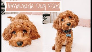 Cavapoo Puppy Life QampA  My Home Made Dog Food Recipe [upl. by Adalheid]