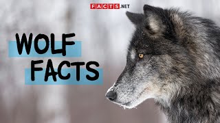 Unbelievable Wolf Facts You Never Knew [upl. by Ailat679]